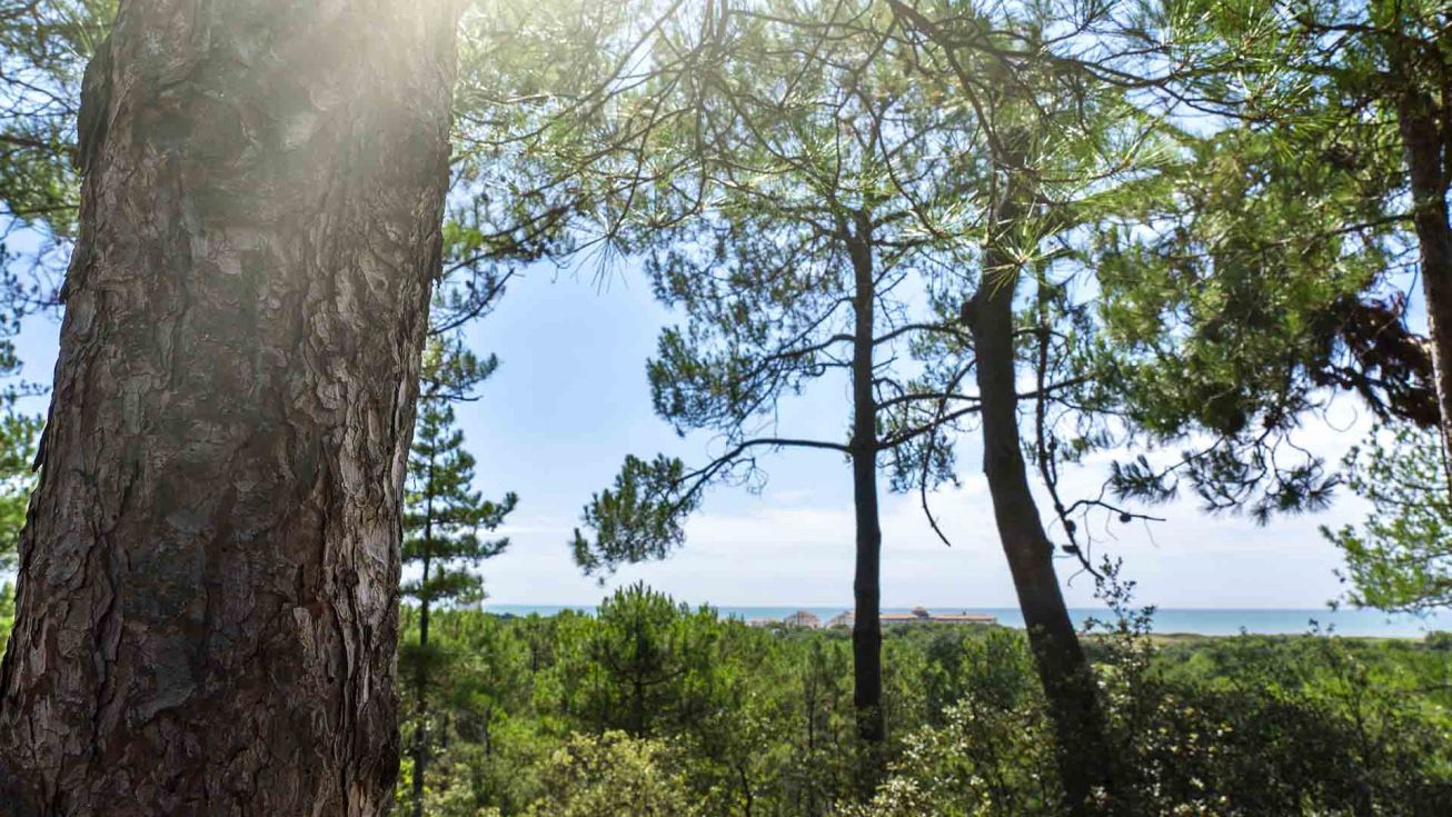 Forêt de pins à Saint-Jean-de-Monts